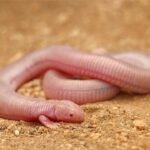 Mexican mole lizard