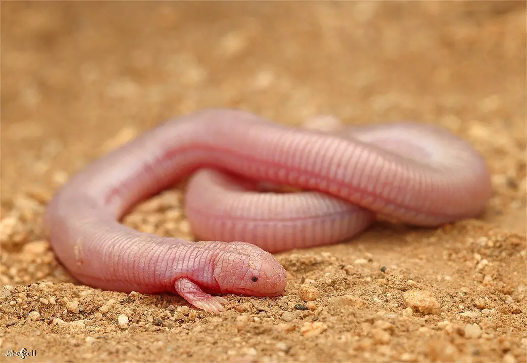 Mexican mole lizard