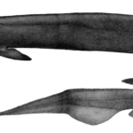 frilled-shark-facts