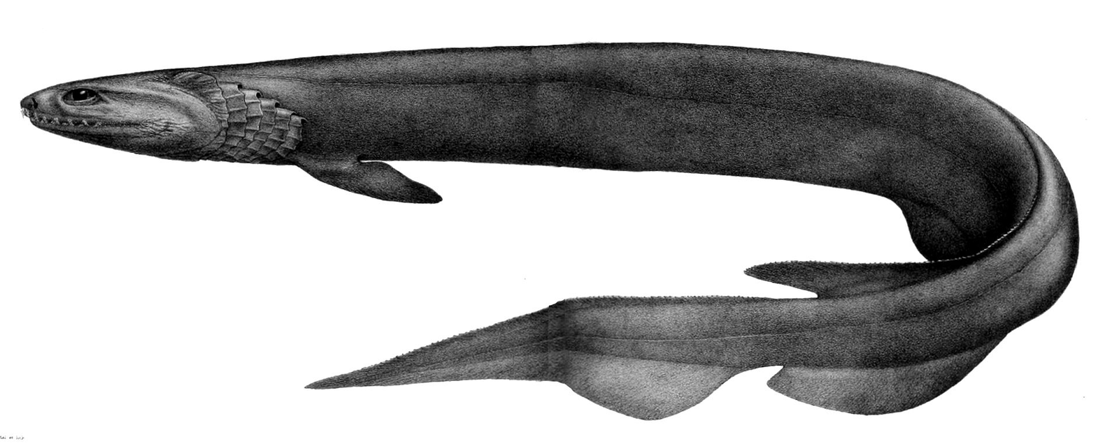 frilled-shark-facts