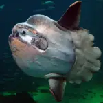 ocean-sunfish-facts