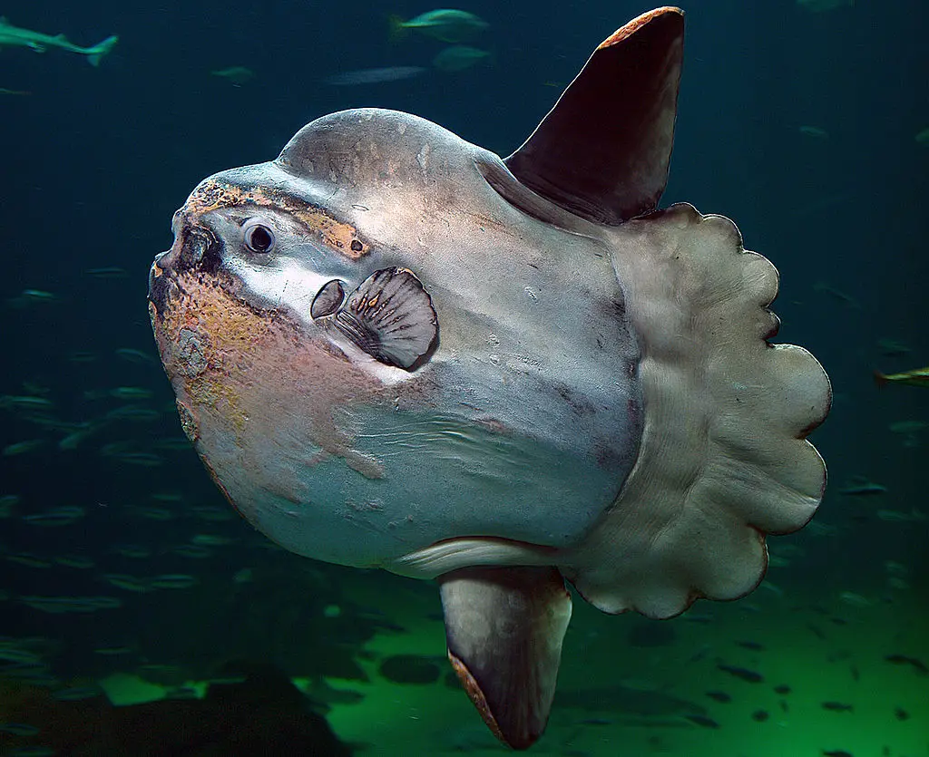 ocean-sunfish-facts